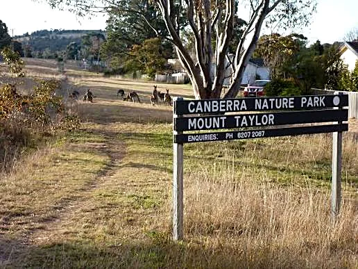 Canberra Nature Park sign for Mount Taylor with kangaroos on the hillside behind