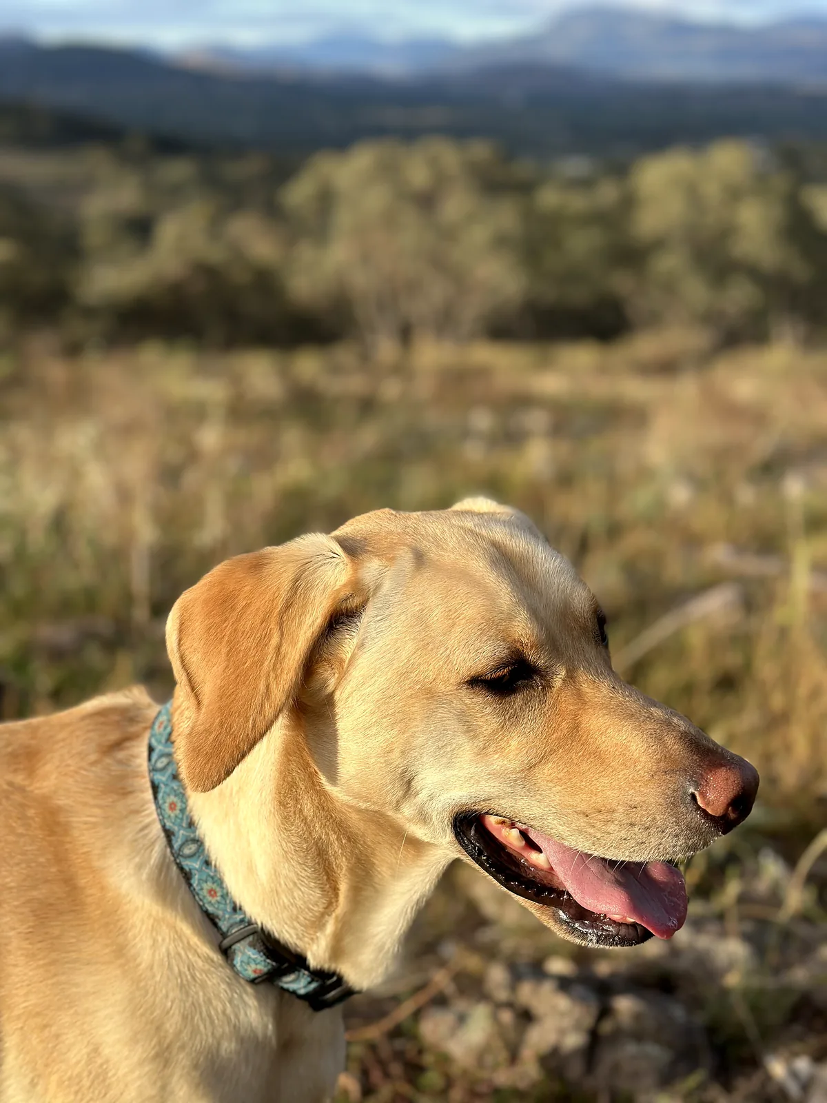 Charlie, our Kelpie x Labrador